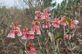 香港大枕盖赏吊钟花记